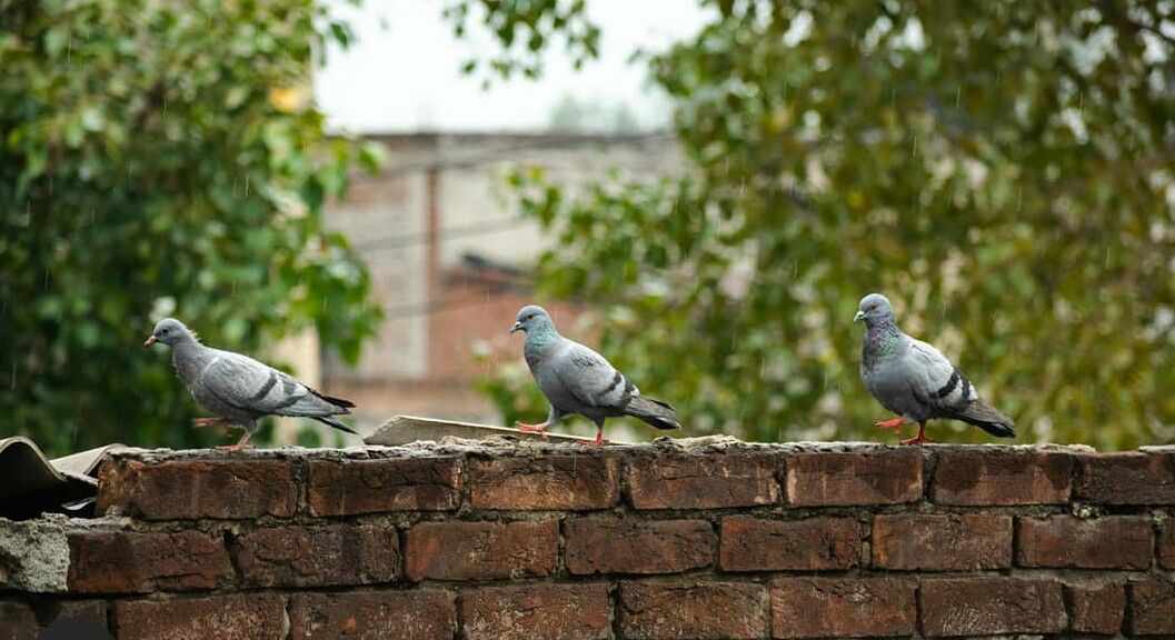 Read more about the article इनोसैंट हाट्र्स ग्रुप में ‘होमटाउन प्राइड प्रतियोगिता का आयोजन