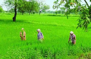 Read more about the article जानें क्यों राज्य के किसानों पर सीलिंग एक्ट लागू करना चन्नी सरकार के लिए पड़ सकता है भारी।