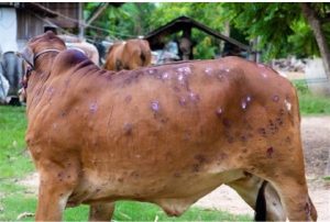 Read more about the article जालंधर में भी बढ़ रहा लम्पी स्किन का कहर, 23 पशुओं की मौत सहित इतने मामले आए सामने