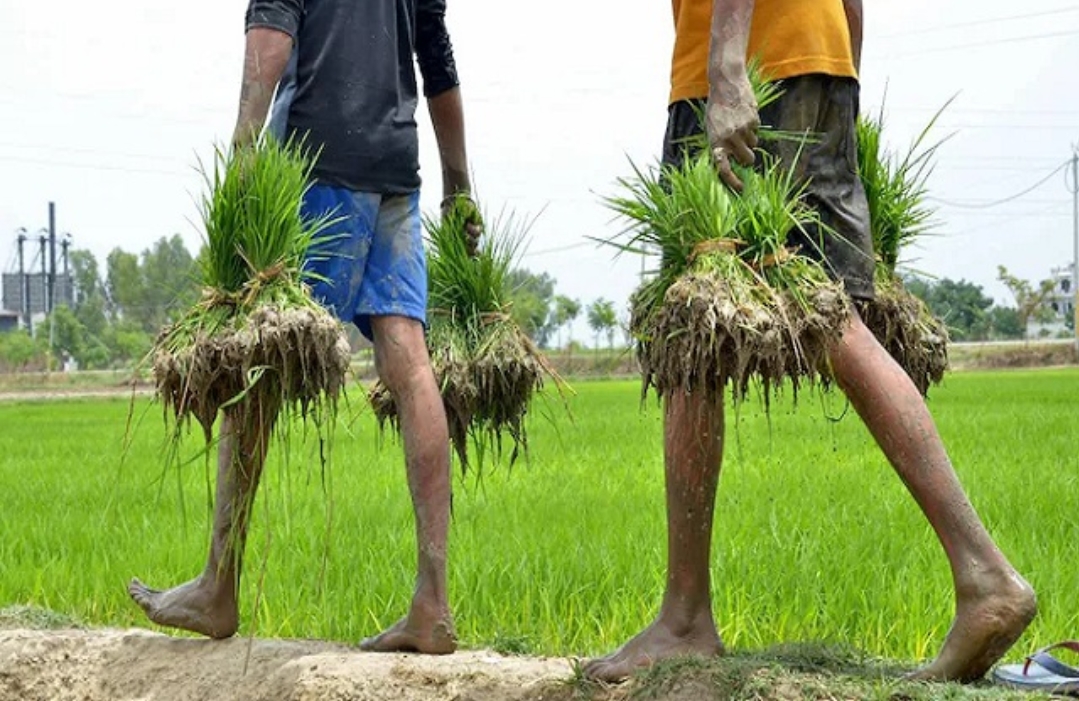 Read more about the article पंजाब के किसानों पर होने जा रहा बड़ा एक्शन जारी किए गए सख्त ऑर्डर